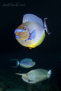 group portrait of unicorn fishes
/ night dive in Maaya T... by Boris Pamikov 